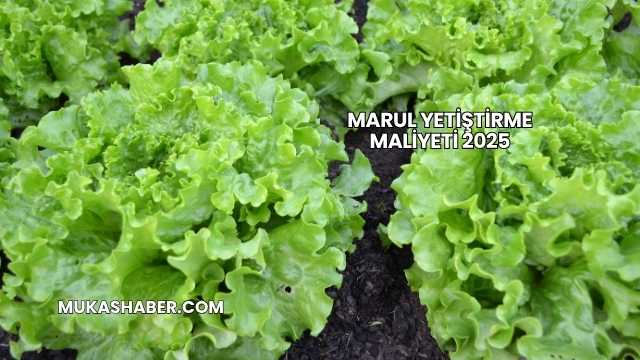 Marul Yetiştirme Maliyeti 2025