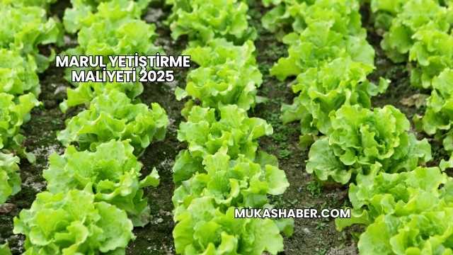 Marul Yetiştirme Maliyeti 2025