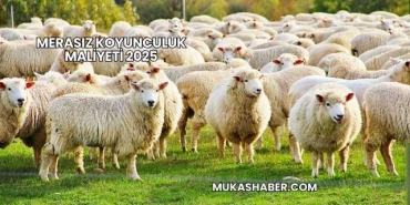 Merasız Koyunculuk Maliyeti 2025