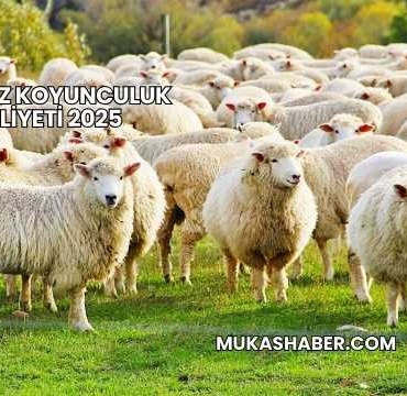 Merasız Koyunculuk Maliyeti 2025