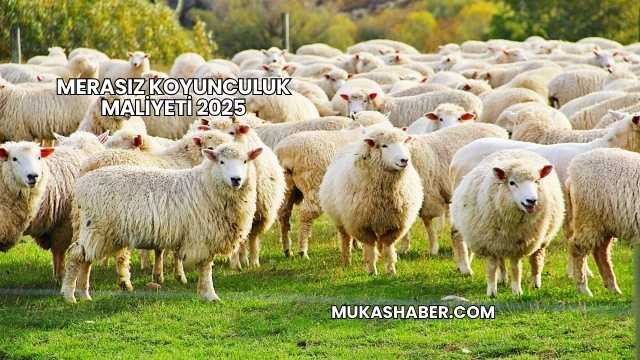 Merasız Koyunculuk Maliyeti 2025