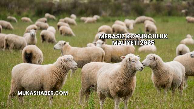 Merasız Koyunculuk Maliyeti 2025