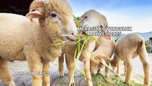 Merasız Koyunculuk Maliyeti 2025