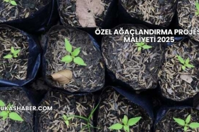 Özel Ağaçlandırma Projesi Maliyeti 2025