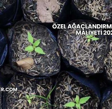 Özel Ağaçlandırma Projesi Maliyeti 2025