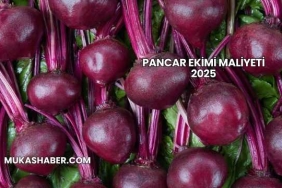 Pancar Ekimi Maliyeti 2025