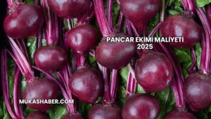 Pancar Ekimi Maliyeti 2025