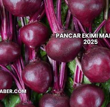 Pancar Ekimi Maliyeti 2025