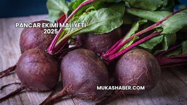 Pancar Ekimi Maliyeti 2025