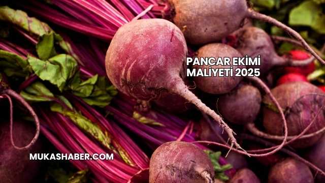 Pancar Ekimi Maliyeti 2025