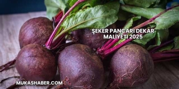Şeker Pancarı Dekar Maliyeti 2025