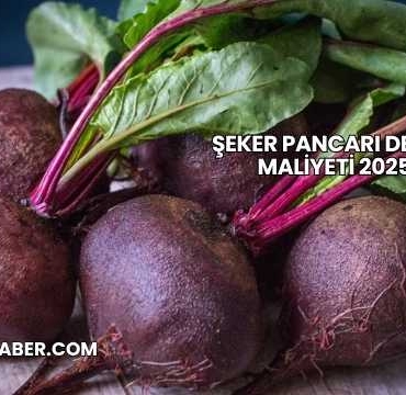 Şeker Pancarı Dekar Maliyeti 2025