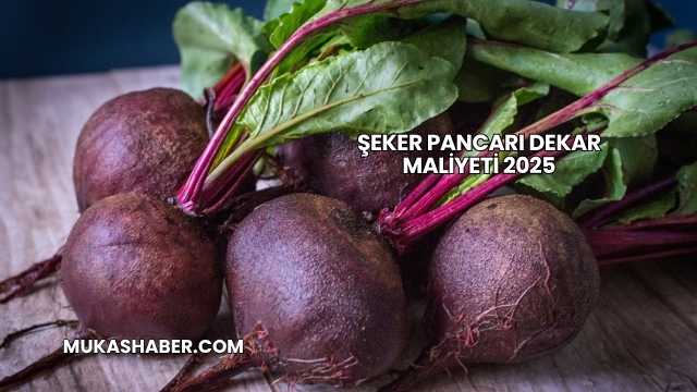 Şeker Pancarı Dekar Maliyeti 2025