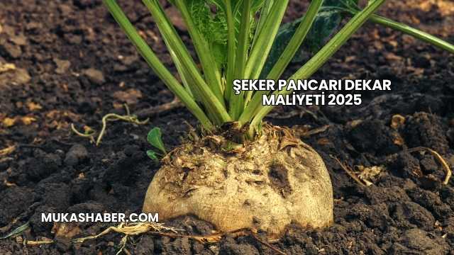 Şeker Pancarı Dekar Maliyeti 2025