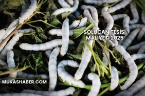 Solucan Tesisi Maliyeti 2025