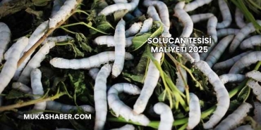 Solucan Tesisi Maliyeti 2025