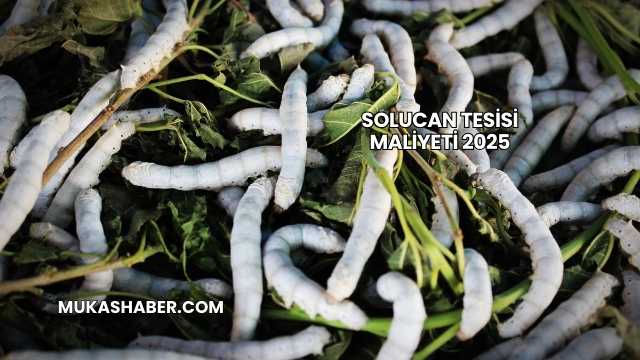 Solucan Tesisi Maliyeti 2025