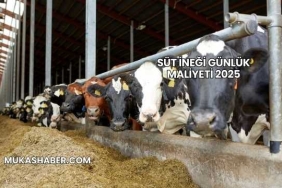 Süt İneği Günlük Maliyeti 2025
