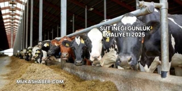 Süt İneği Günlük Maliyeti 2025