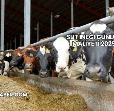 Süt İneği Günlük Maliyeti 2025
