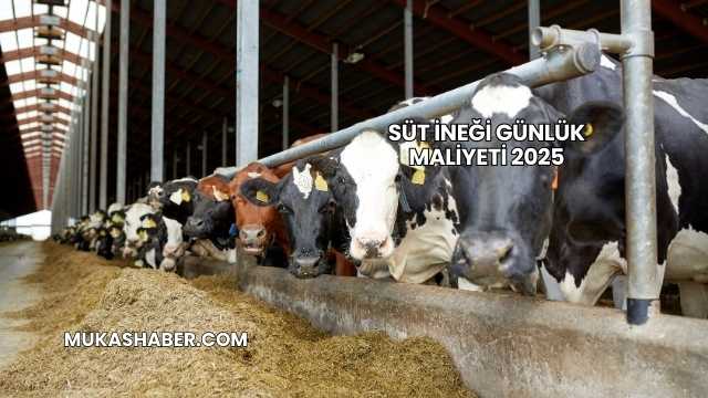 Süt İneği Günlük Maliyeti 2025