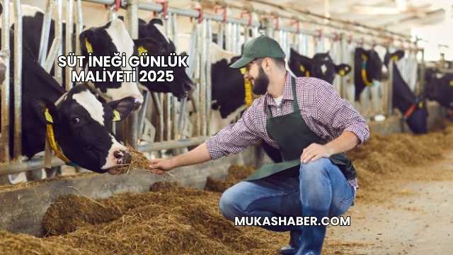 Süt İneği Günlük Maliyeti 2025