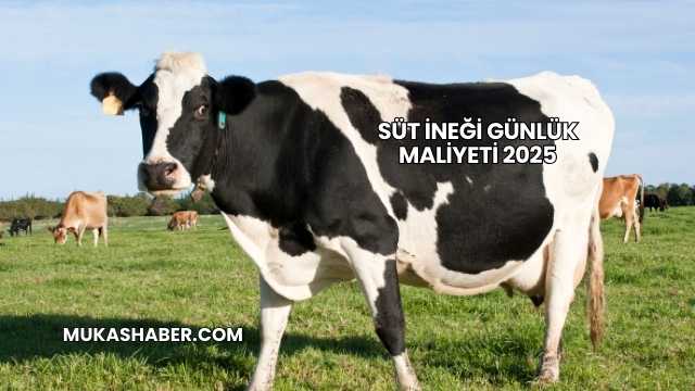 Süt İneği Günlük Maliyeti 2025