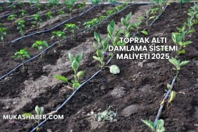 Toprak Altı Damlama Sistemi Maliyeti 2025
