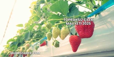 Topraksız Çilek Maliyeti 2025