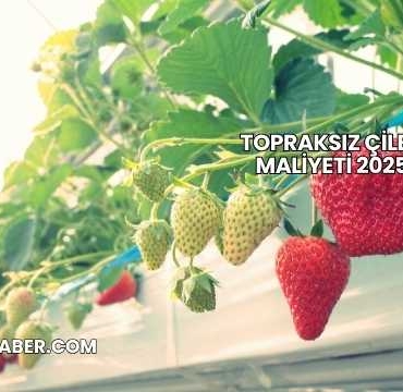 Topraksız Çilek Maliyeti 2025