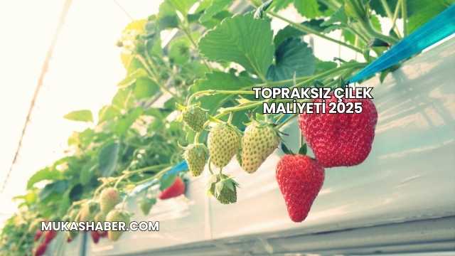 Topraksız Çilek Maliyeti 2025