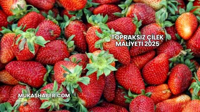 Topraksız Çilek Maliyeti 2025