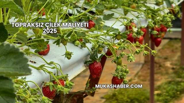 Topraksız Çilek Maliyeti 2025