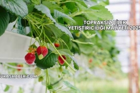 Topraksız Çilek Yetiştiriciliği Maliyeti 2025