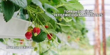 Topraksız Çilek Yetiştiriciliği Maliyeti 2025