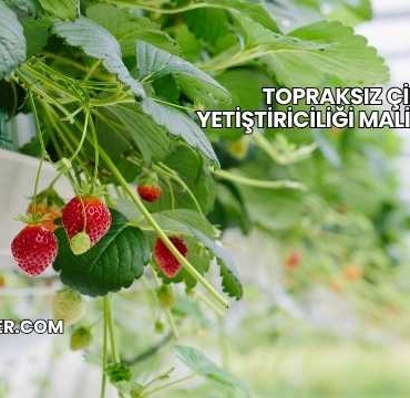 Topraksız Çilek Yetiştiriciliği Maliyeti 2025