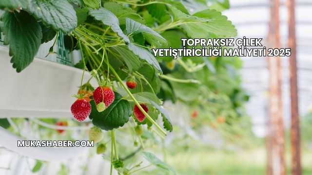Topraksız Çilek Yetiştiriciliği Maliyeti 2025