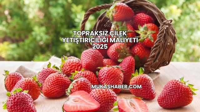 Topraksız Çilek Yetiştiriciliği Maliyeti 2025