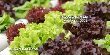 Topraksız Marul Maliyeti 2025