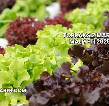 Topraksız Marul Maliyeti 2025
