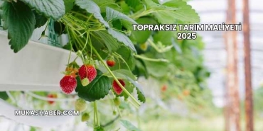 Topraksız Tarım Maliyeti 2025