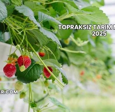 Topraksız Tarım Maliyeti 2025