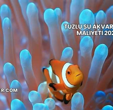 Tuzlu Su Akvaryumu Maliyeti 2025