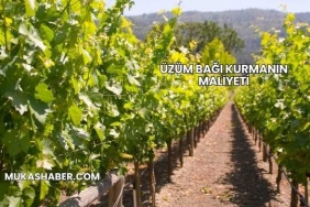 Üzüm Bağı Kurmanın Maliyeti