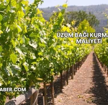 Üzüm Bağı Kurmanın Maliyeti