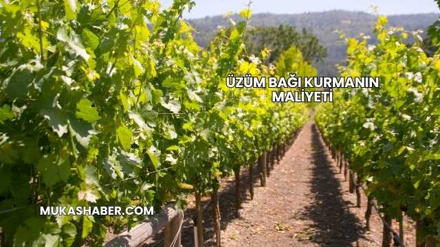Üzüm Bağı Kurmanın Maliyeti
