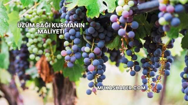 Üzüm Bağı Kurmanın Maliyeti