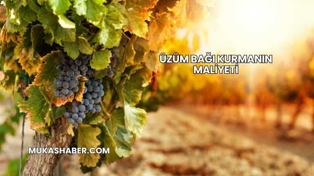 Üzüm Bağı Kurmanın Maliyeti