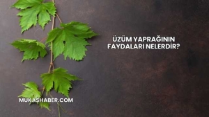 Üzüm Yaprağının Faydaları Nelerdir?