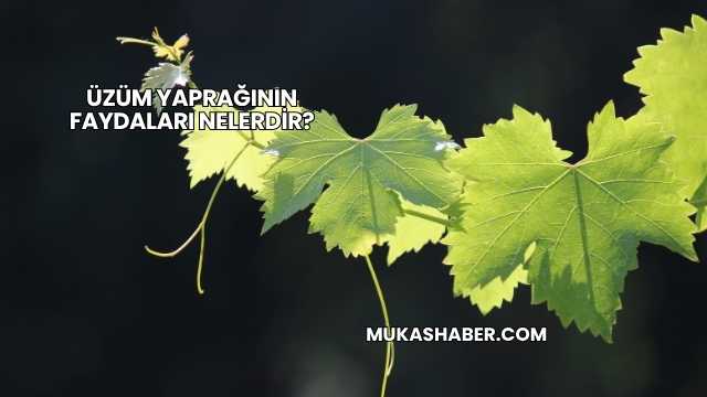 Üzüm Yaprağının Faydaları Nelerdir?